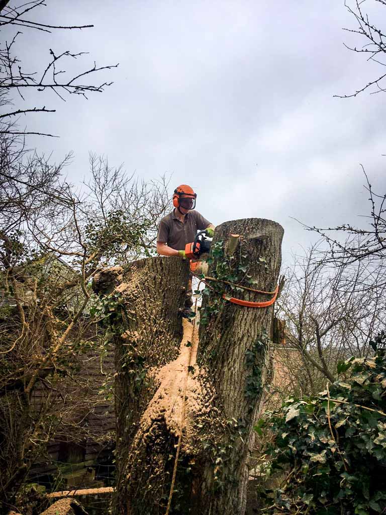 tree surgery