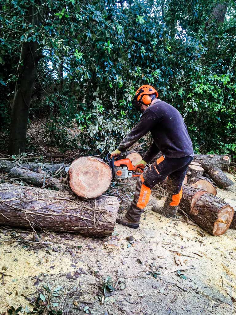 isle of wight tree surgeon