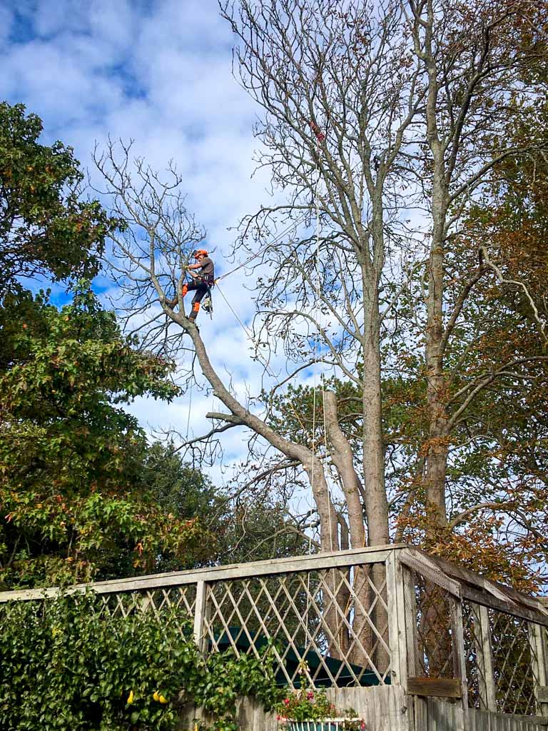 ryde tree surgery